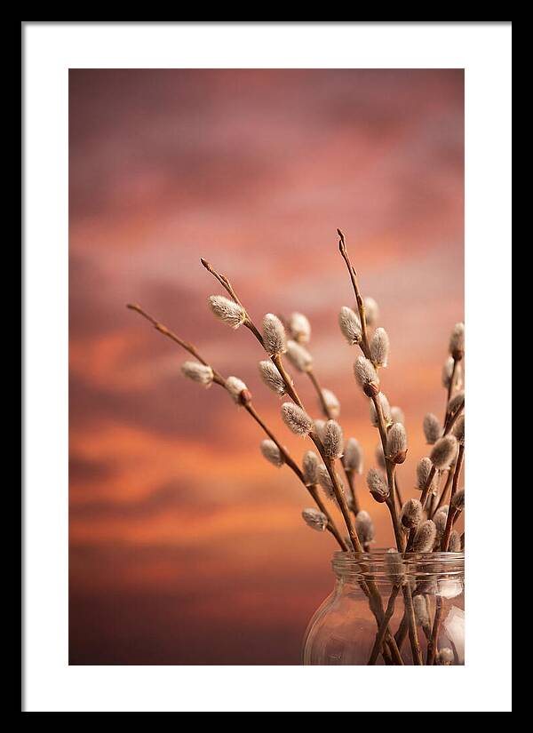 Pussy Willow Branches In Bloom