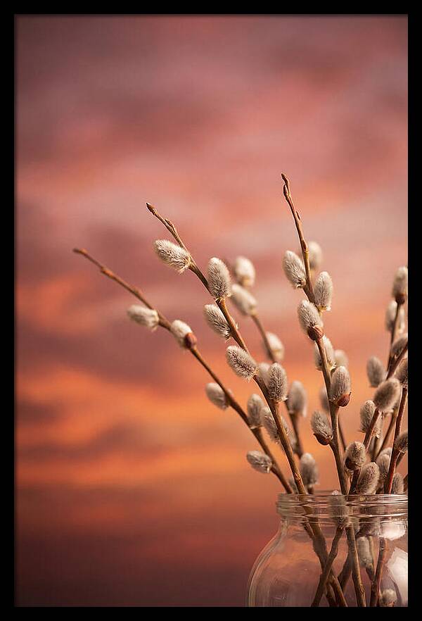 Pussy Willow Branches In Bloom