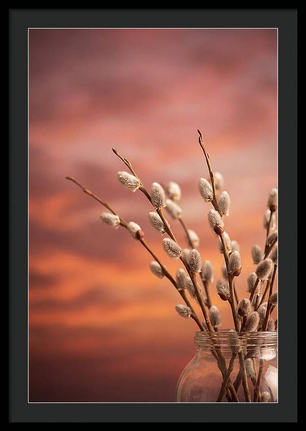 Pussy Willow Branches In Bloom