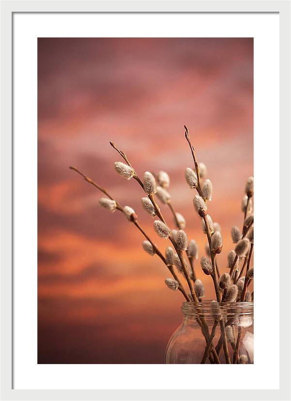 Pussy Willow Branches In Bloom