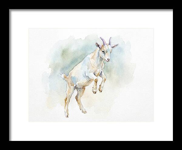 Pygmy Goat In Motion