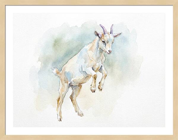 Pygmy Goat In Motion