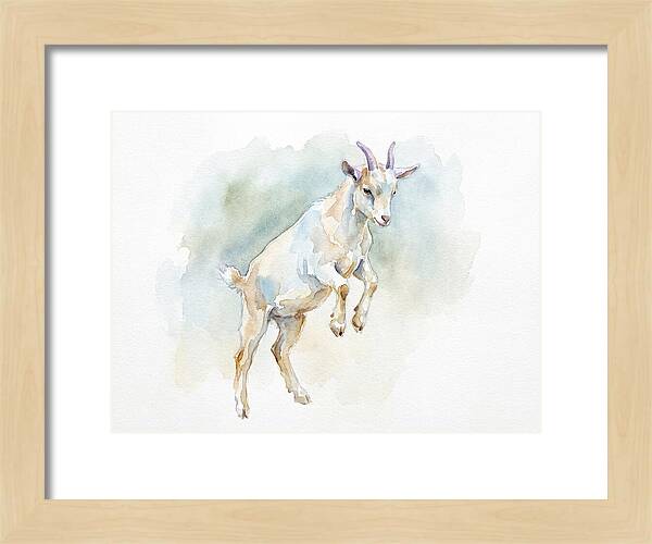 Pygmy Goat In Motion