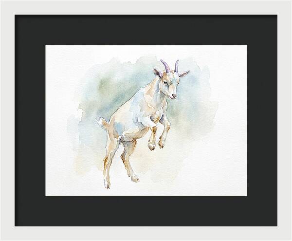 Pygmy Goat In Motion