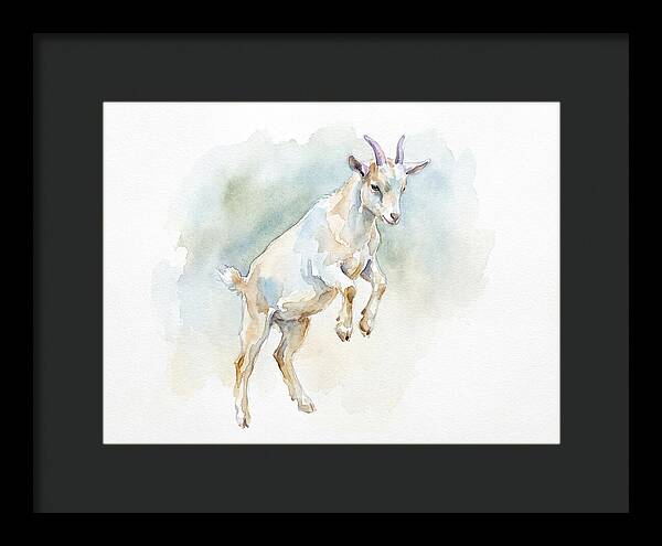 Pygmy Goat In Motion