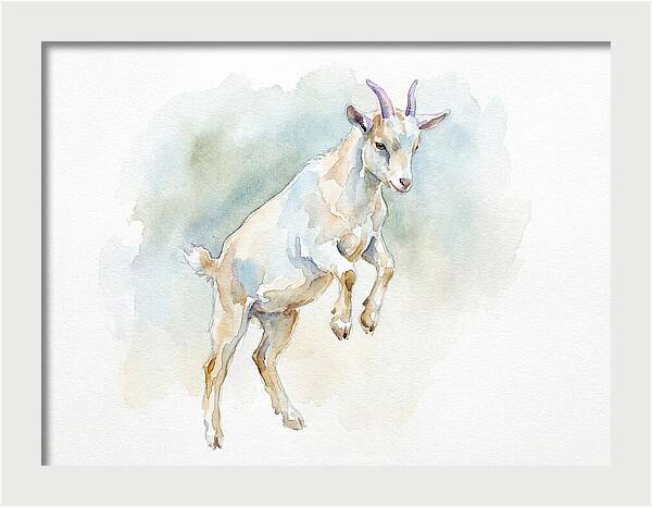 Pygmy Goat In Motion