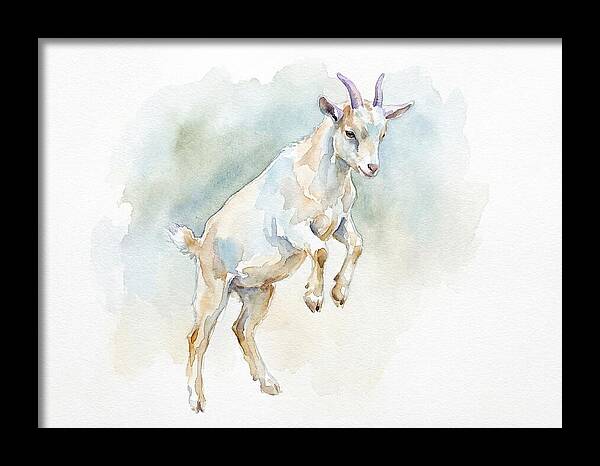 Pygmy Goat In Motion