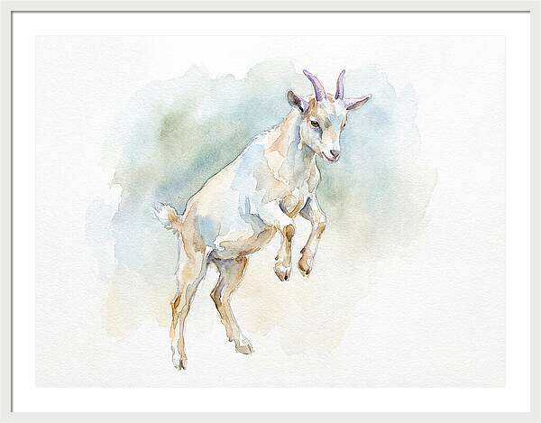 Pygmy Goat In Motion