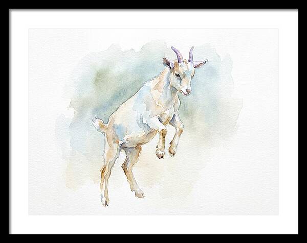 Pygmy Goat In Motion
