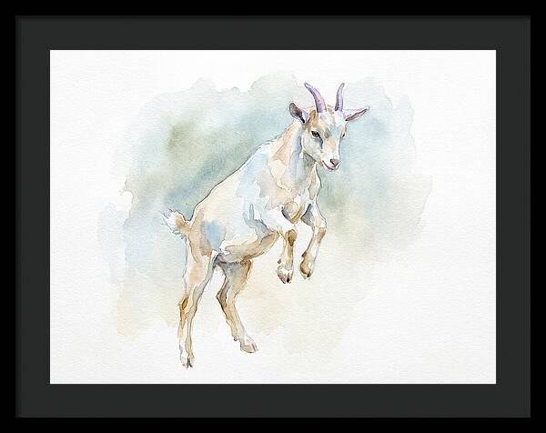 Pygmy Goat In Motion