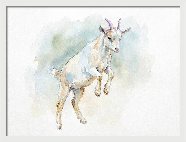 Pygmy Goat In Motion