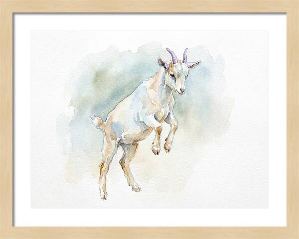 Pygmy Goat In Motion