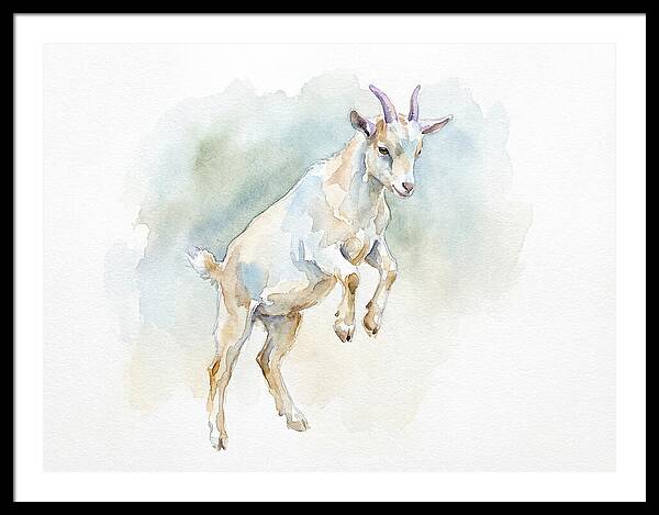 Pygmy Goat In Motion