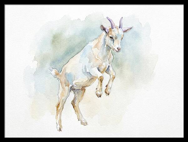 Pygmy Goat In Motion