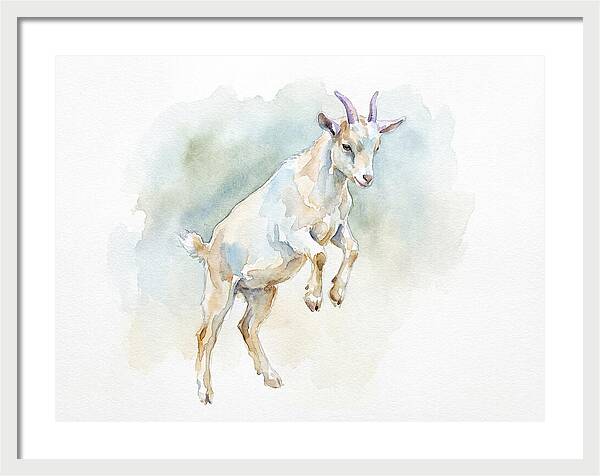 Pygmy Goat In Motion