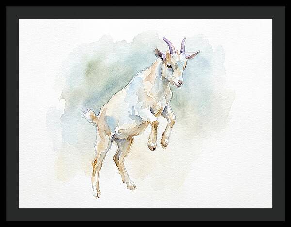 Pygmy Goat In Motion