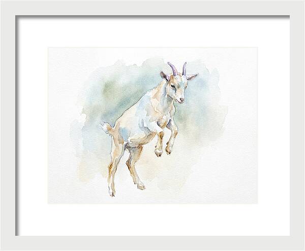 Pygmy Goat In Motion