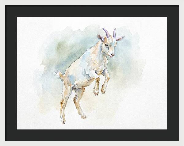 Pygmy Goat In Motion