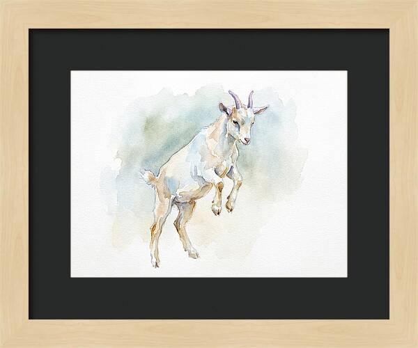 Pygmy Goat In Motion