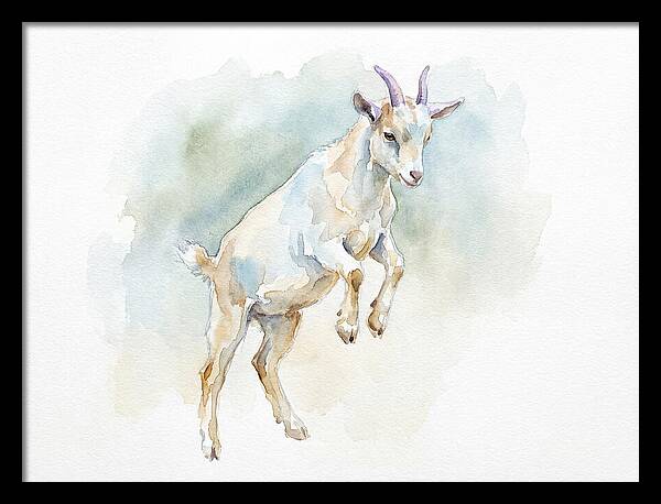 Pygmy Goat In Motion