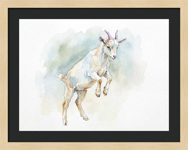 Pygmy Goat In Motion