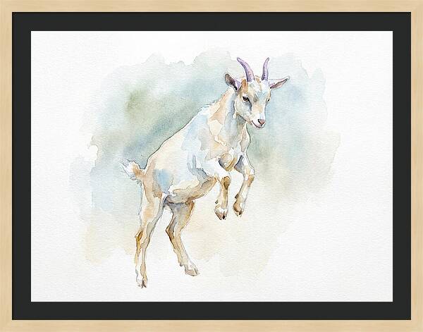 Pygmy Goat In Motion