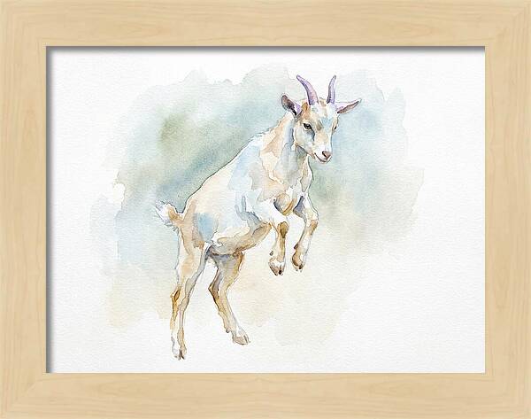 Pygmy Goat In Motion