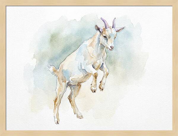 Pygmy Goat In Motion