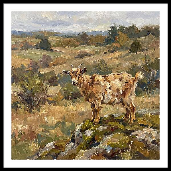 Pygmy Goat In Nature