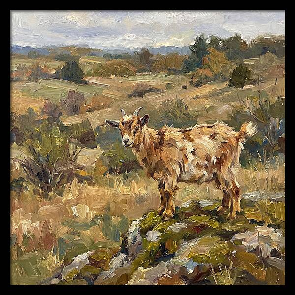 Pygmy Goat In Nature