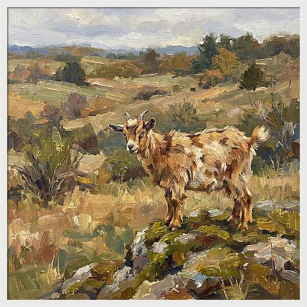 Pygmy Goat In Nature