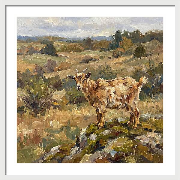 Pygmy Goat In Nature