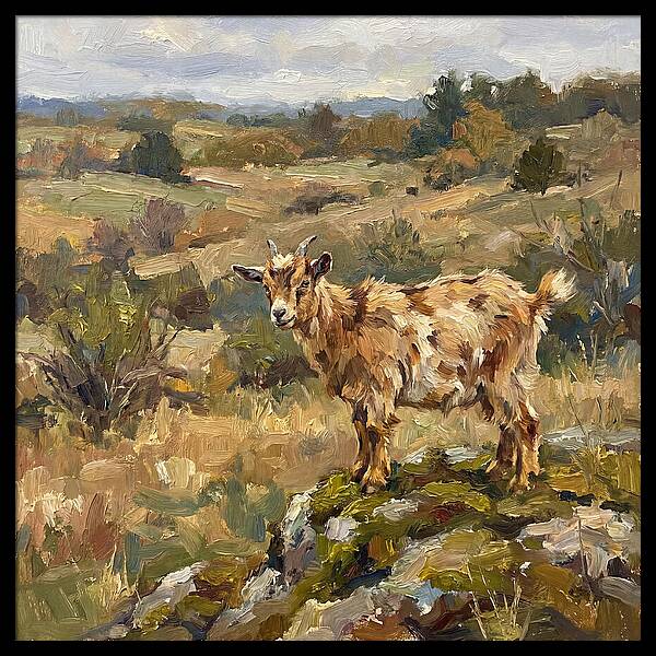 Pygmy Goat In Nature