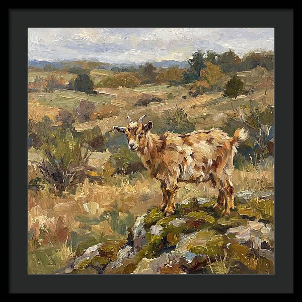 Pygmy Goat In Nature