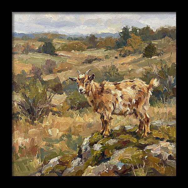 Pygmy Goat In Nature