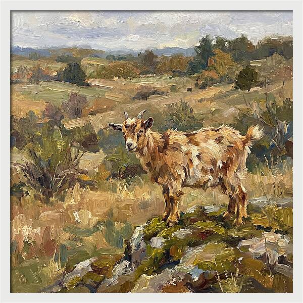 Pygmy Goat In Nature