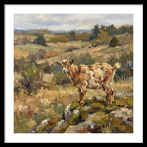 Pygmy Goat In Nature