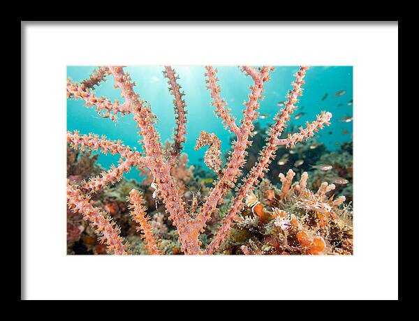 Pygmy Seahorse Among Coral