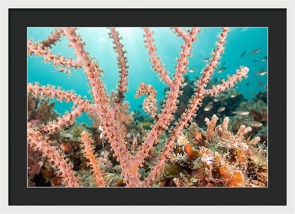 Pygmy Seahorse Among Coral