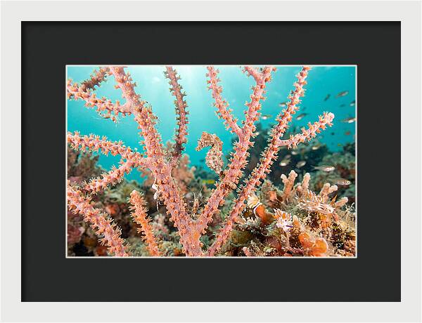Pygmy Seahorse Among Coral