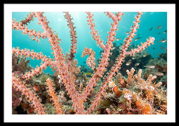 Pygmy Seahorse Among Coral