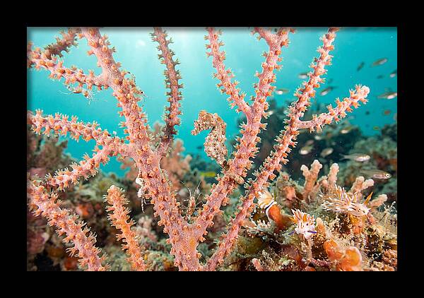 Pygmy Seahorse Among Coral