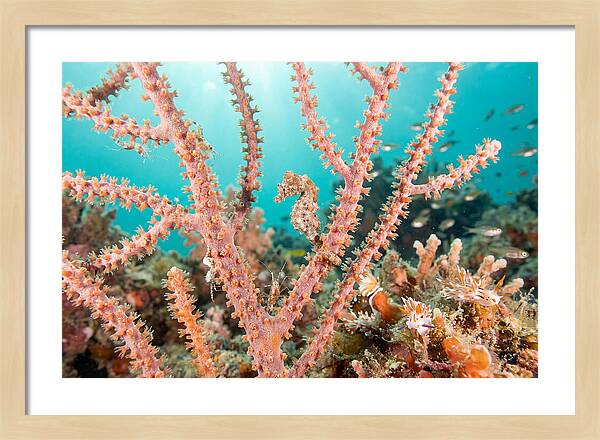 Pygmy Seahorse Among Coral