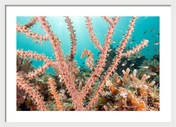 Pygmy Seahorse Among Coral
