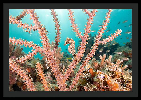 Pygmy Seahorse Among Coral