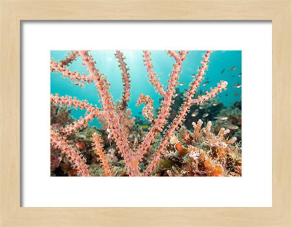 Pygmy Seahorse Among Coral