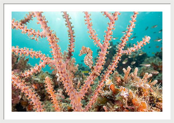 Pygmy Seahorse Among Coral