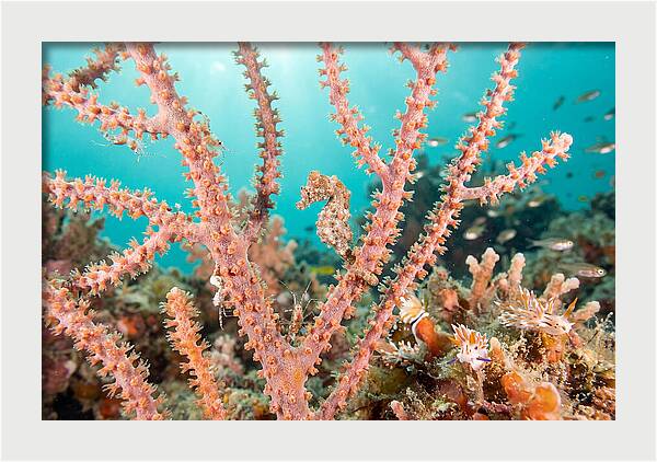 Pygmy Seahorse Among Coral