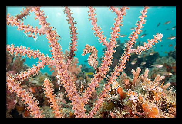 Pygmy Seahorse Among Coral