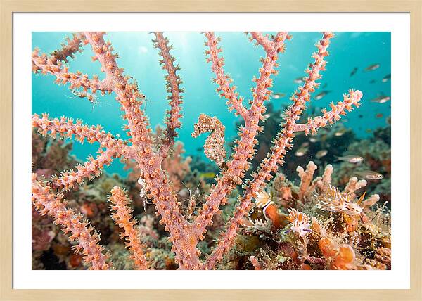 Pygmy Seahorse Among Coral